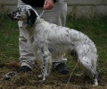 Setter Anglais COOCKY Setter Anglais COOCKY