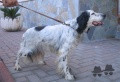 Setter Anglais GOLIA Setter Anglais GOLIA