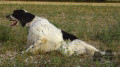 Setter Anglais ANTO Setter Anglais ANTO
