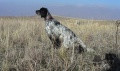 Setter Anglais ASIA Setter Anglais ASIA