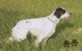 Setter Anglais ZEUS Setter Anglais ZEUS