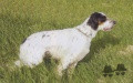 Setter Anglais ZEUS