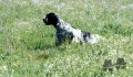 Setter Anglais ELTON Setter Anglais ELTON