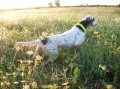 Setter Anglais MONET Setter Anglais MONET