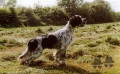 Setter Anglais JODEL Setter Anglais JODEL