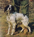Setter Anglais CAMPINO Setter Anglais CAMPINO