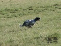 Setter Anglais PEPE Setter Anglais PEPE