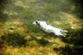 Setter Anglais LAKY Setter Anglais LAKY