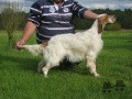 Setter Anglais NORA Setter Anglais NORA