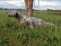 Setter Anglais PEDRO Setter Anglais PEDRO