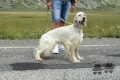 Setter Anglais IGOR Setter Anglais IGOR