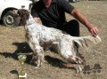 Setter Anglais ADELE Setter Anglais ADELE