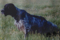 Setter Anglais BRUS Setter Anglais BRUS