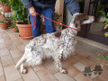 Setter Anglais BIRBA Setter Anglais BIRBA