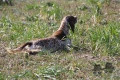 Setter Anglais SIGARO Setter Anglais SIGARO