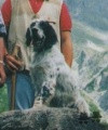 Setter Anglais ARIS Setter Anglais ARIS
