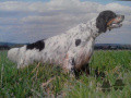 Setter Anglais AMADEUS