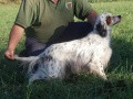 Setter Anglais GEIN Setter Anglais GEIN