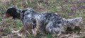 Setter Anglais BERRY Setter Anglais BERRY