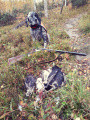Setter Anglais BREMBO Setter Anglais BREMBO