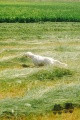 Setter Anglais MARIA Setter Anglais MARIA