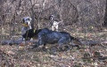 Setter Anglais NERA Setter Anglais NERA