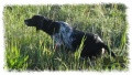 Setter Anglais DUNA Setter Anglais DUNA