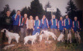 Setter Anglais ISO Setter Anglais ISO