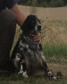 Setter Anglais GENNI Setter Anglais GENNI