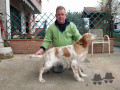 Setter Anglais GEMMA Setter Anglais GEMMA
