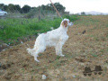 Setter Anglais KALI Setter Anglais KALI