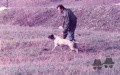 Setter Anglais BROCK Setter Anglais BROCK