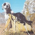 Setter Anglais PO Setter Anglais PO