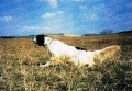 Setter Anglais DIUK Setter Anglais DIUK