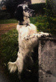 Setter Anglais HUGO Setter Anglais HUGO