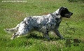 Setter Anglais BIRBA Setter Anglais BIRBA