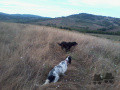 Setter Anglais CASH Setter Anglais CASH