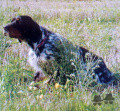 Setter Anglais SIRIO Setter Anglais SIRIO