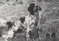 Setter Anglais BUC Setter Anglais BUC