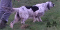 Setter Anglais HELORI Setter Anglais HELORI