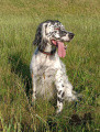 Setter Anglais OPALE Setter Anglais OPALE