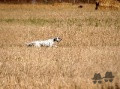 Setter Anglais CALI Setter Anglais CALI