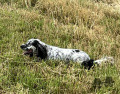 Setter Anglais POLKA Setter Anglais POLKA