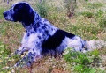 Setter Anglais ARTU Setter Anglais ARTU