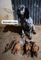 Setter Anglais GISTREDO LOLA