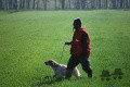 Setter Anglais NAPOLEONE DEL FORTE DEGENFELD