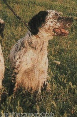 Setter Anglais ATTILA Setter Anglais ATTILA