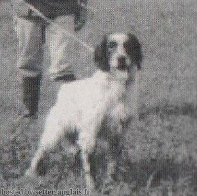 Setter Anglais LUKE Setter Anglais LUKE