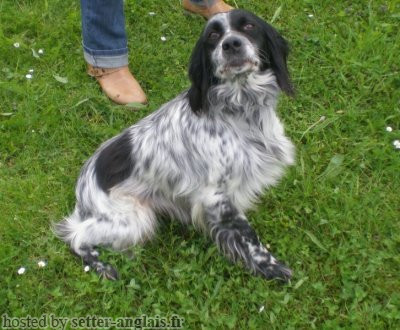 Setter Anglais CRIS Setter Anglais CRIS