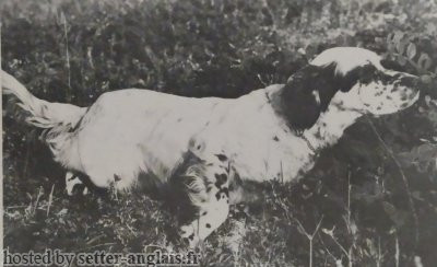 Setter Anglais LESSI Setter Anglais LESSI